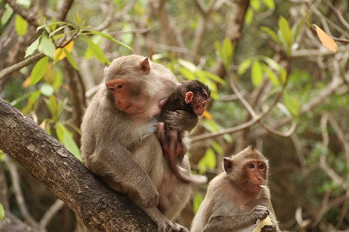 Cat Ba National Park Sees New Opportunities